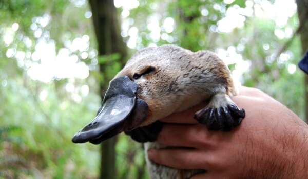 Photo: Australian platypus