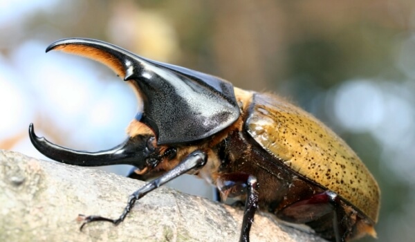 Photo: Hercules Beetle