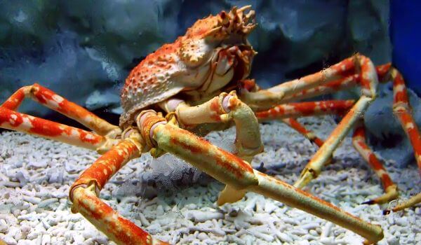 Photo: Animal Spider Crab
