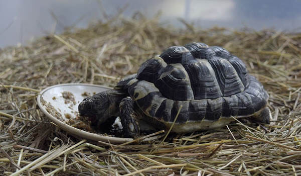 Photo: Land tortoise from the Red Book