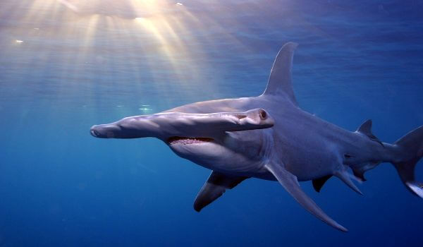 Photo: hammerhead shark in water