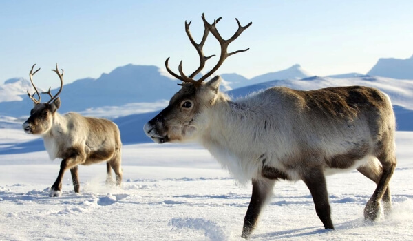 Photo: Northern animal deer