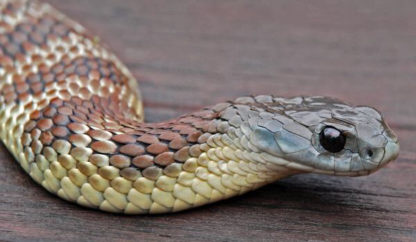 Foto: Tygří had