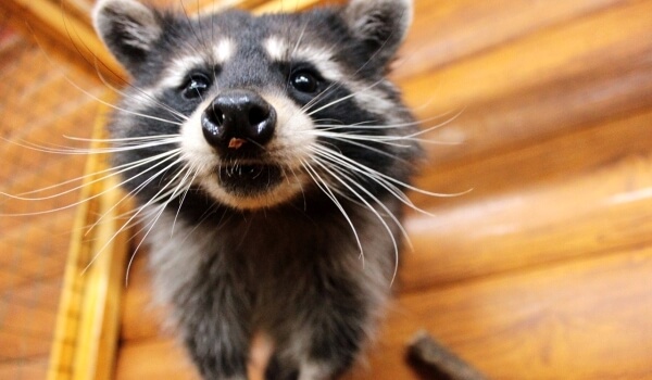 Photo: raccoon in Russia