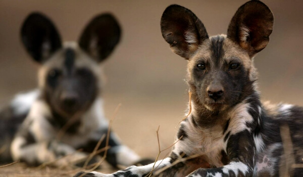 Photo: African wild dogs
