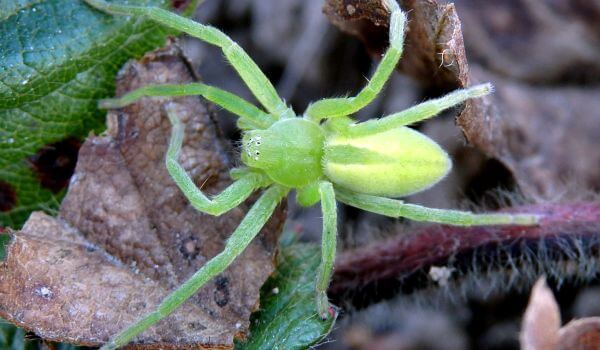 Photo: Greenish micromat spider