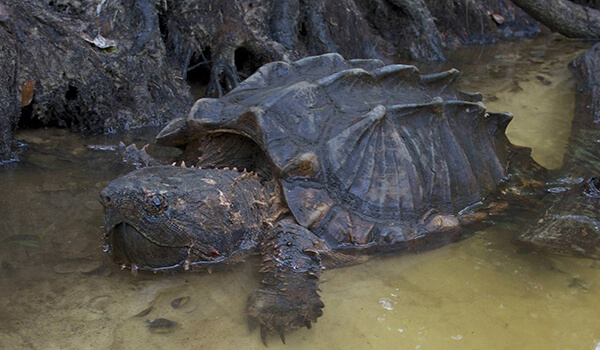 Foto: Röd bok gamsköldpadda