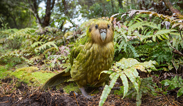 Foto: papagaio kakapo