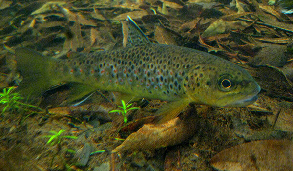 Photo: What a trout looks like