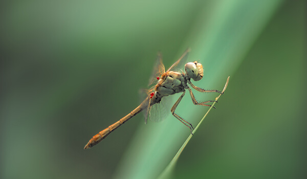 Photo: Dragonfly in nature