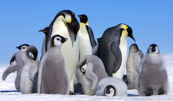 Foto: Pinguins-imperadores na Antártica