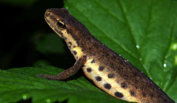 Foto: Vanlig salamander fra den røde boken