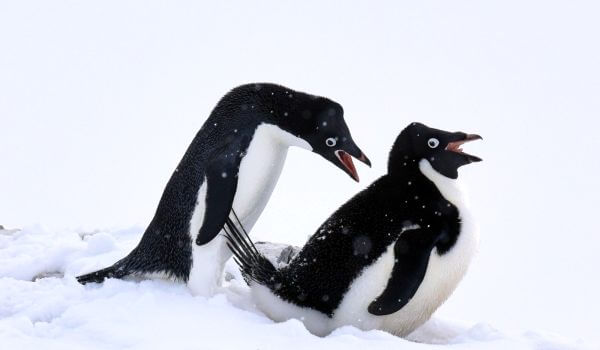 Foto: Pinguins Adélie na Antártica