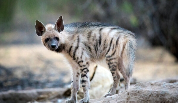 Photo: Striped Hyena Cub