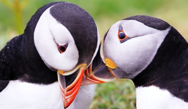 Photo : Puffin couple