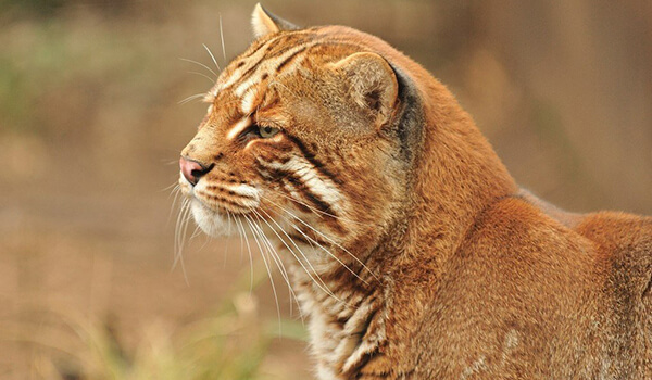 Photo: Temminka Golden Cat 