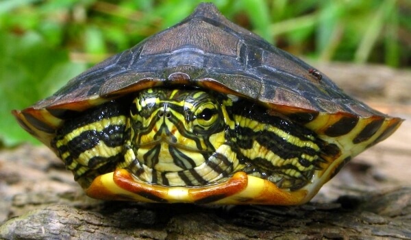 Foto: Stor rødøret skildpadde