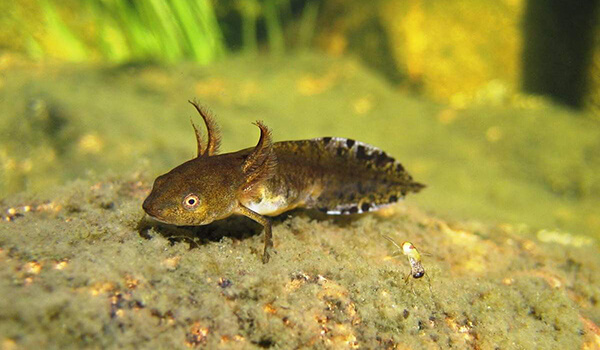 Photo: Crested Newt