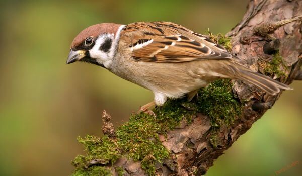 Photo: House Sparrow Bird