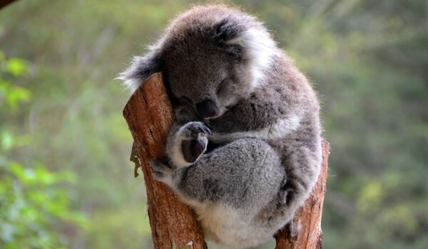 Foto: Pequeno Koala