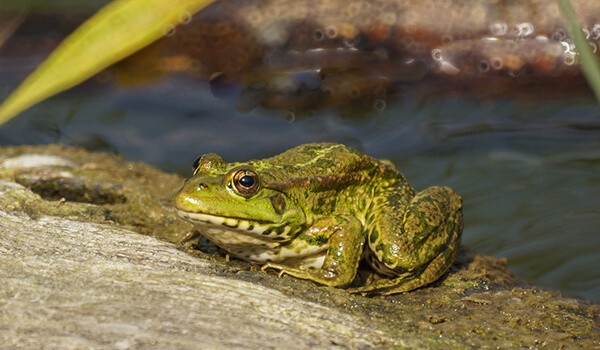 Photo: Lake Frog