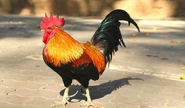 Photo: Golden Rooster