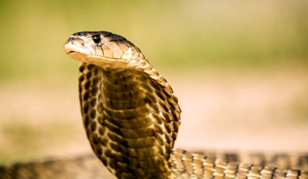 Photo : animal cobra