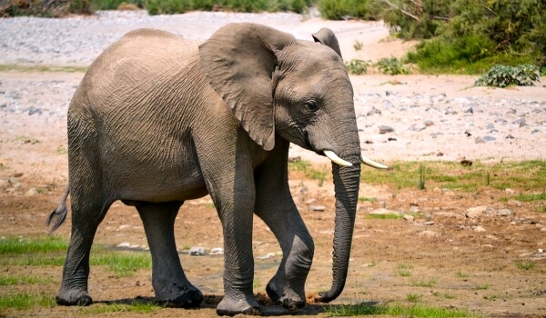 Foto: Elefante africano