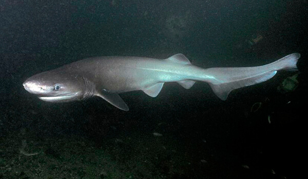 Foto: tubarão Sixgill no mar