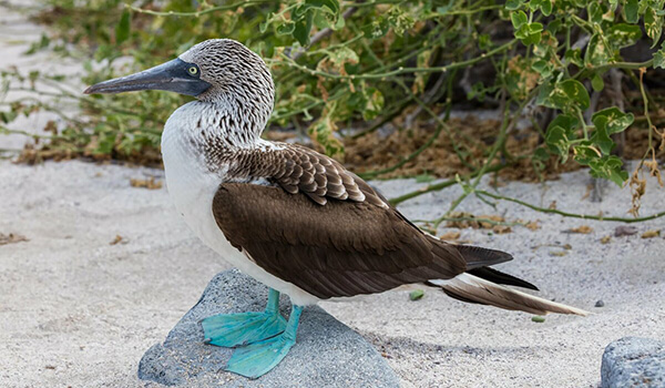 Foto: Blue-footed booby