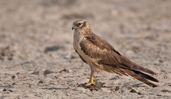 Photo: Steppe Harrier from the Red Book