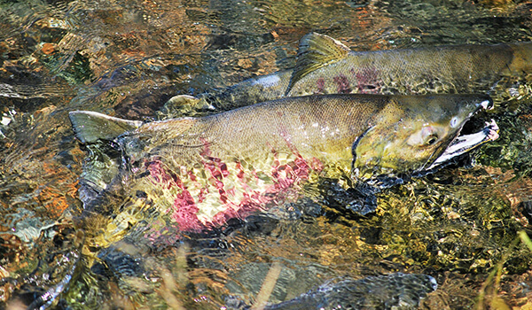 Foto: Chum salmon in water