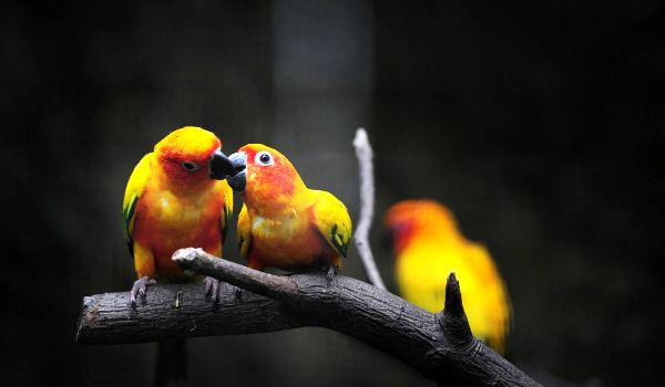 Photo: Lovebirds in Africa