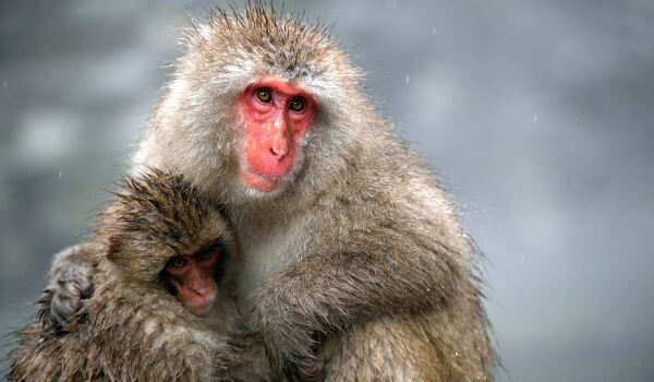 Photo: Japanese Macaque Monkey