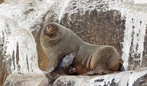 Photo: Fur seal from the Red Book