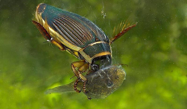 Photo: Big swimmer beetle