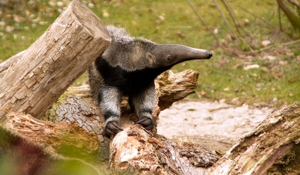 Photo: Anteater from South America