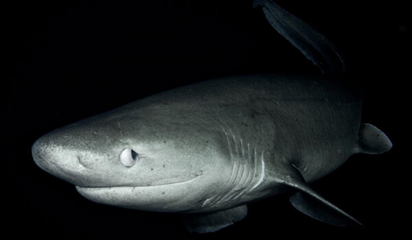 Photo: Ancient Sixgill Shark