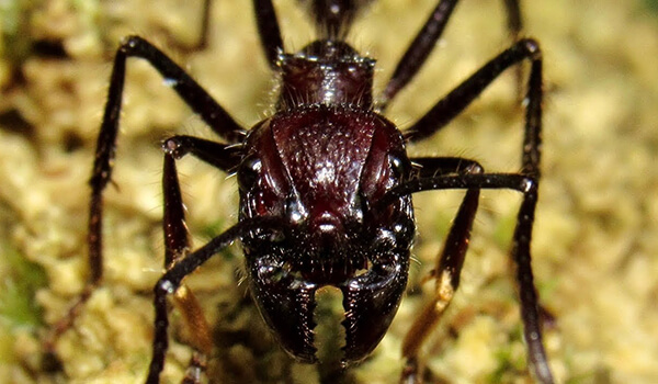 Photo: Poison Ant Bullet