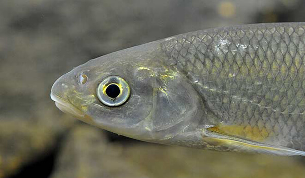 Photo: River fish dace