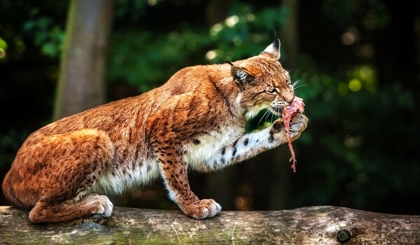 Foto: Lynx in Rusland