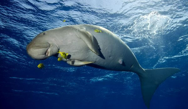  Foto: cómo se ve un dugongo