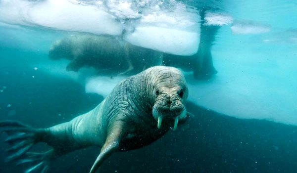 Photo: Sea walrus