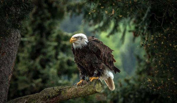 Photo: Bald Eagle from the Red Book