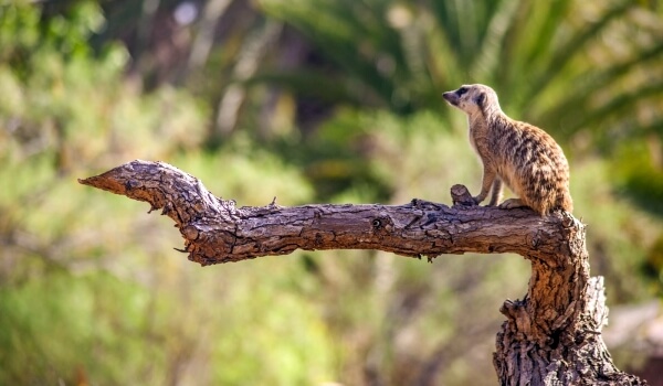 Photo: Meerkat animal