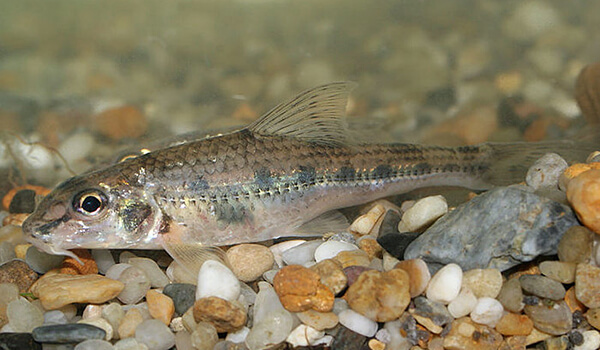 Photo: What a gudgeon looks like