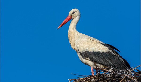 Photo: White stork bird