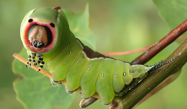 Foto: Caterpillar