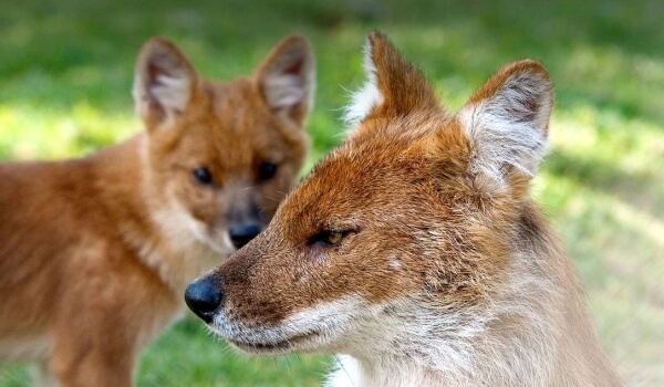 Photo: Red Wolf