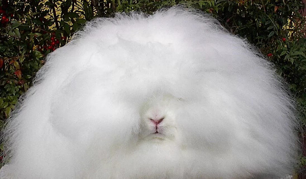 Foto: White Angora Rabbit